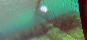 Додумались: на курортах Азовского моря устанавливают сети от медуз