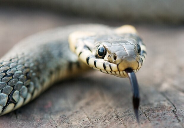 Что делать, если вас укусила змея. Фото: pexels