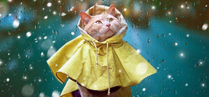 Надевай дождевик: на Харьков надвигаются ливни и шквалы