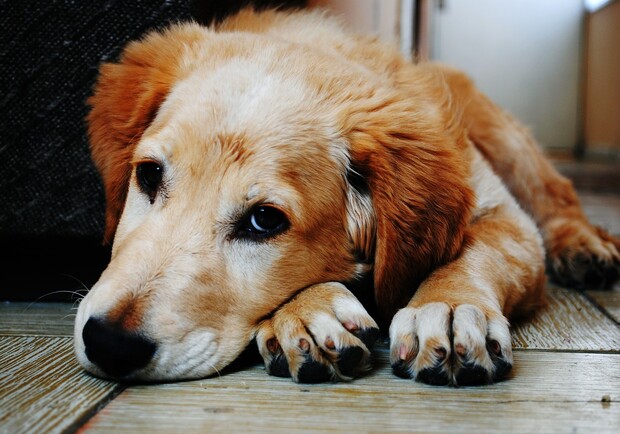 Что делать: в Днепре все чаще воруют домашних собак - фото: pixabay.com