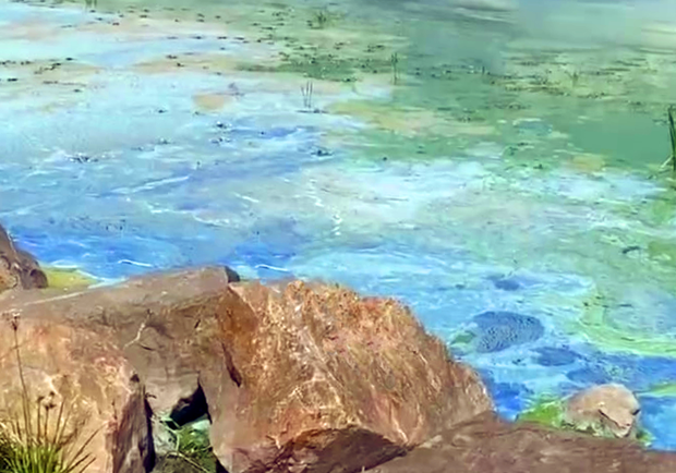 В Днепре вода у пляжа покрылась сине-зелеными пятнами - фото: tg ХД