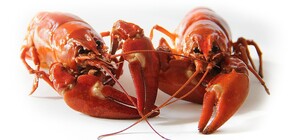 Клешни прочь: в Киеве будут штрафовать за ловлю раков