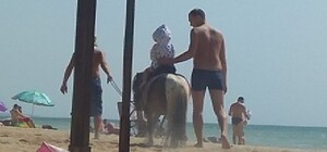 И люди катаются: в Приморске пони таскают по пляжу в +30