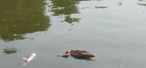 В чем причина: в парке Глобы массово гибнут утки