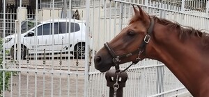 Внезапно: возле здания горсовета Днепра появилась коновязь