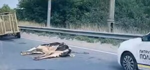Погибли на дороге: в Киеве из прицепа выпали две коровы