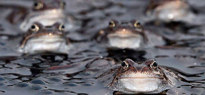 Запрыгивают людям на ноги: в парке Глобы нашествие жаб (видео)