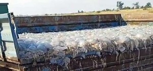 Полными прицепами: в Кирилловке на тракторе увозят с пляжей мертвых медуз