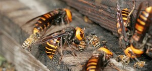 Покусали ребенка: в Днепре возле кафе поселился рой шершней