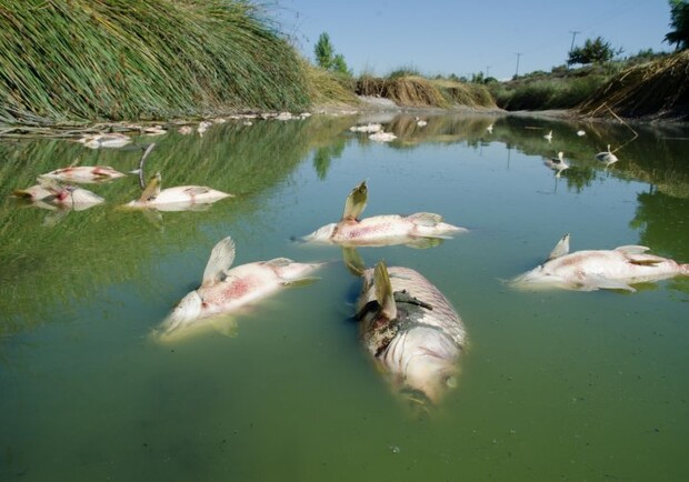 Экологи рассказали, почему в Днепре массово гибнет рыба - фото: Shutterstock