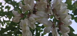 Символ города: в августе на одесских склонах снова цветет акация 