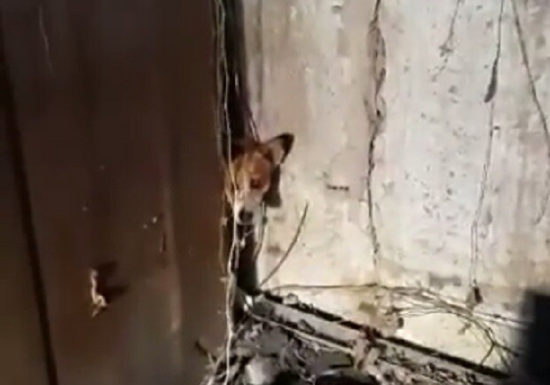 В Днепре спасли собаку, которая застряла в гараже - фото: fb Руслан Мороз