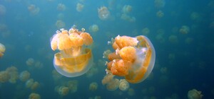 Скоро и зимой их будет полно: почему так много медуз в Азовском море