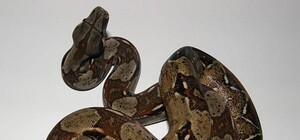 Пропажа двухметрового удава Антона: хозяйка рептилии рассказала новые детали