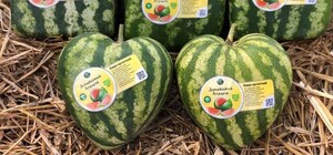 Милота: в Одесской области выращивают арбузы в форме сердца