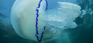 На одесские пляжи начали приплывать медузы: их станет еще больше