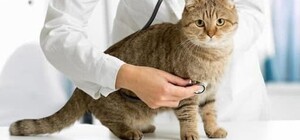 Как записаться: до конца года харьковские льготники смогут бесплатно стерилизовать домашних животных