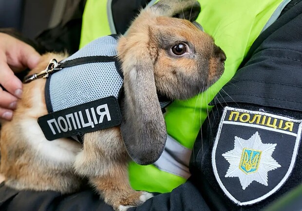 Милота: кролик-полицейский из Днепра стал блогером - фото: inst topotyn_ua