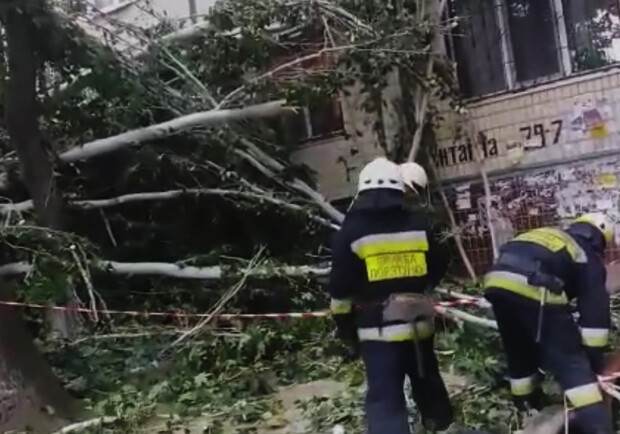 В Днепре рухнувшее дерево разбило окна в квартирах - фото: ГСЧС