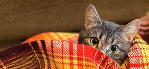 Одевайтесь теплее: в Запорожье ожидаются заморозки