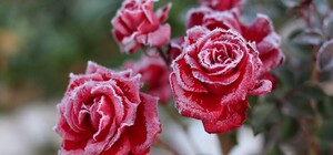 Утепляйся: у Львові та області прогнозують сильні заморозки