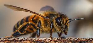 Официально: памятник пчеле в Мелитопольском районе стал самым большим в мире