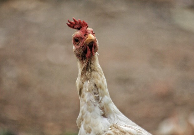 В Днепр из Польши могла попасть опасная курятина - фото: funart.pro