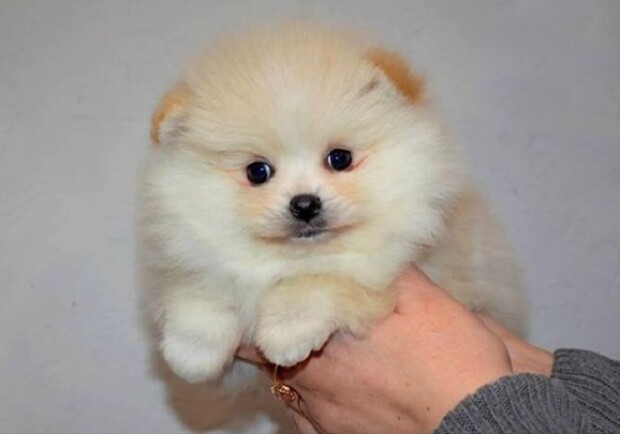 Как выглядит самый дорогой щенок в Днепре - фото: glamour_dogss