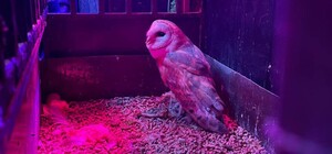 Пернатый пленник: зоозащитники спасли редкую сову из киевского бара
