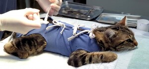 Бесплатно: в Харькове начали проводить стерилизацию животных для льготников