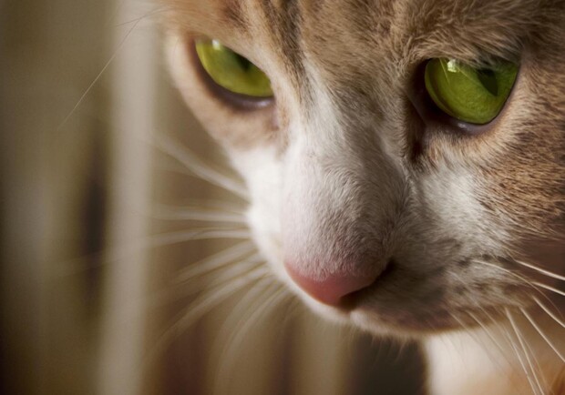 В Днепре погибает месячный котенок - фото: oir.mobi