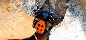 Сходили на пикник: в лесу на Троещине семья нашла опасного ядовитого паука