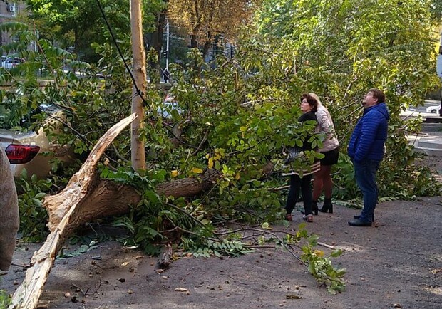 Сильный ветер: в Днепре на улице Гоголя дерево упало на три авто - фото ДТП Пробки Днепр