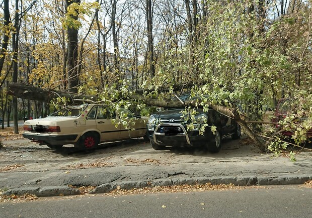 Пострадали автомобили: в Днепре сильный ветер валит деревья - фото: fb Євгеній Шуліменко