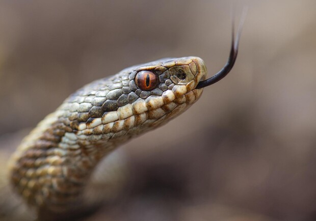 Смотрите под ноги: Набережную заполонили змеи - фото: Global Look Press