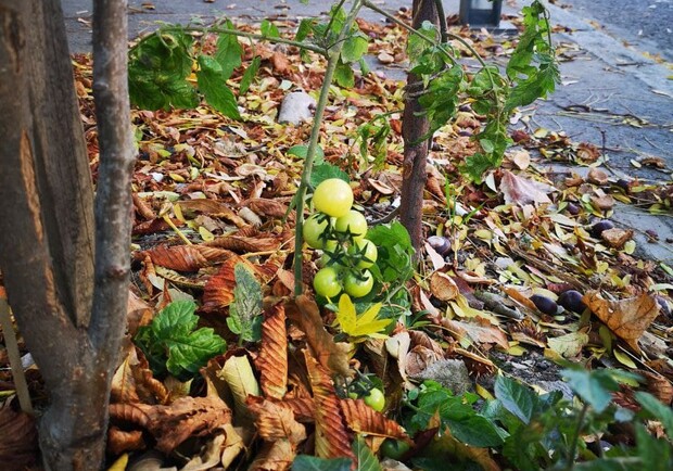 В центре Днепра на тротуаре вырос помидор  - фото: Tenar Street View
