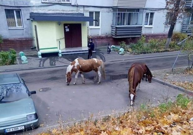 В Днепре на Западном заметили лошадей - фото: t.me/huevyydnepr