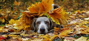 Будь в курсе: какая погода ждет киевлян на следующей неделе