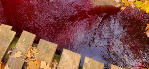 Красно-бурые стоки текут в Комсомольское озеро: в Лесопарке прорвало канализацию