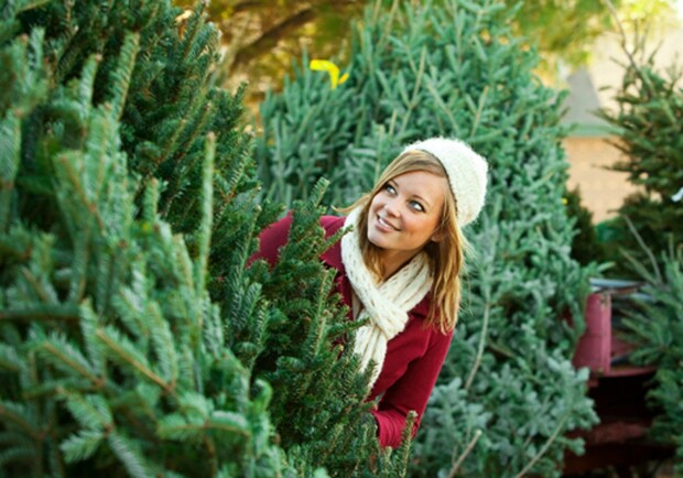 Где в Днепре планируют продавать елки к Новому Году - фото: foxnews.com