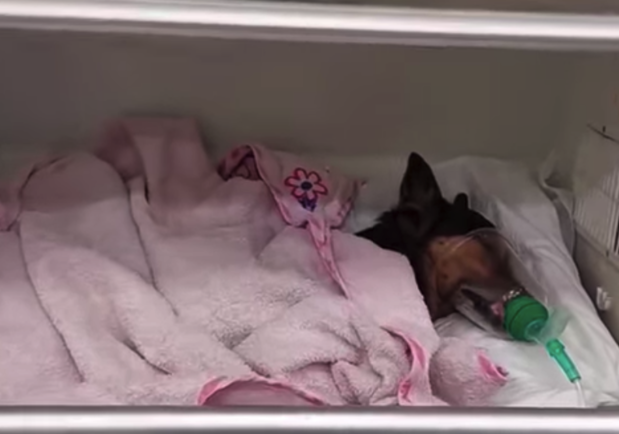 Состояние резко ухудшилось: ветеринарам пришлось усыпить пса, которого бросили хозяева - фото facebook.com/vetclinicanarabochei