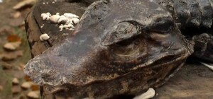 Киевлянка во время прогулки нашла мертвого крокодила