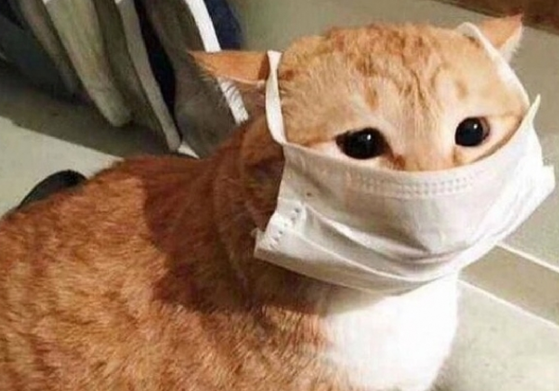 Какая ситуация с коронавирусом в Днепре на 14 ноября - фото: Twitter/@Irate_Minority