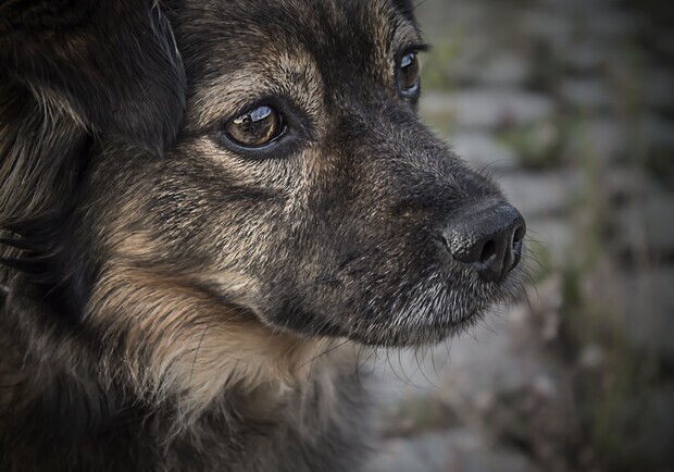 В Днепре жестоко расправилась над собакой - фото: kan-yu.com.ua