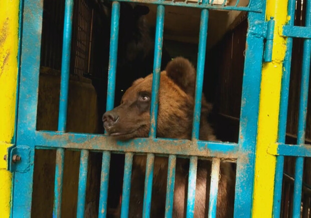 В Днепропетровской области на базе отдыха издеваются над медведями 