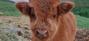 В Запорожской области поселились 