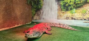 В Одессе зоозащитники вызвали полицию на 