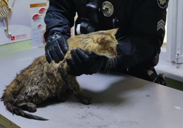 Кошка, которую 9 декабря спасли патрульные в Днепре, оказалась не бездомной 