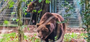 Запорожских медведей выпустили из карантинных вольеров в Нидерландах