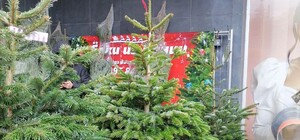 Ціни від 300 гривень: в Одесі відкрилися ялинкові базари